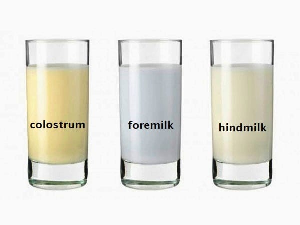 Colostrum+Foremilk+Hindmilk composition of breast milk | BookDoc
