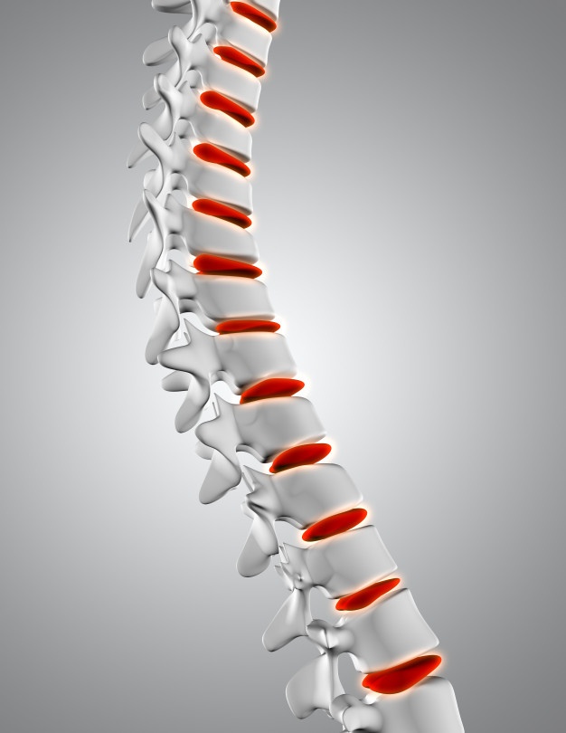 3d-close-up-spine-with-discs-highlighted_1048-10226 Boost Your Bone Health | BookDoc