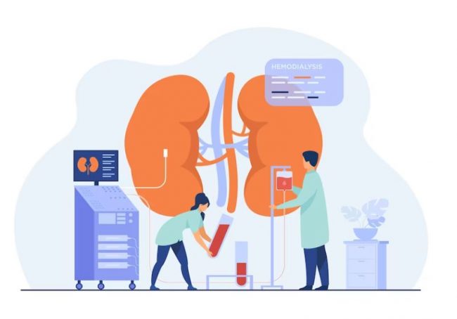 fun facts about human kidney | kidney specialist in KL | BookDoc