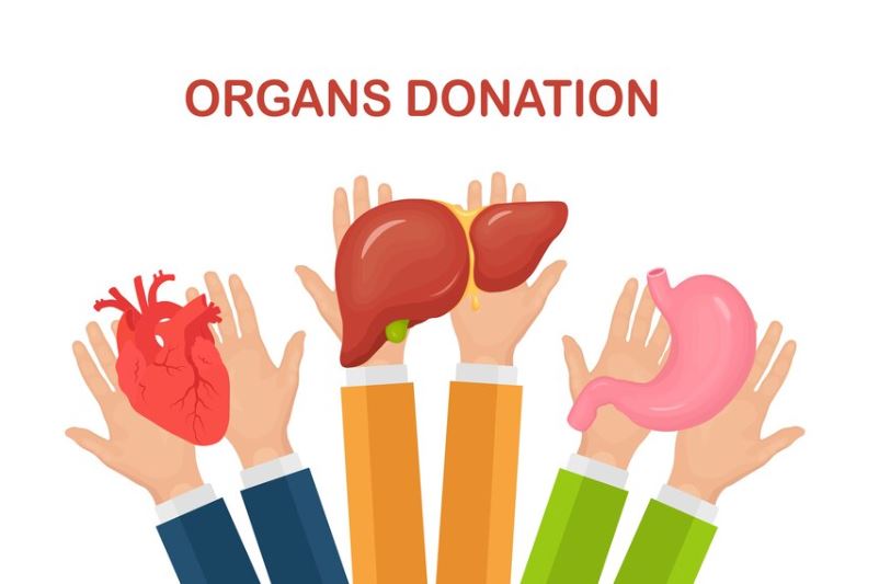 organ1 organs donation poster | BookDoc
